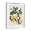 Estudio De Pera Antiguo Ii | Cuadro decorativo de Canvas Lab