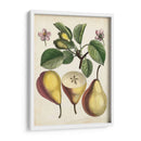 Estudio De Pera Antiguo Ii | Cuadro decorativo de Canvas Lab