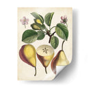 Estudio De Pera Antiguo Ii | Cuadro decorativo de Canvas Lab