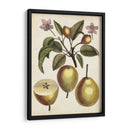 Estudio De Pera Antiguo Iii | Cuadro decorativo de Canvas Lab