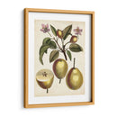 Estudio De Pera Antiguo Iii | Cuadro decorativo de Canvas Lab