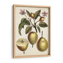 Estudio De Pera Antiguo Iii | Cuadro decorativo de Canvas Lab