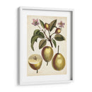 Estudio De Pera Antiguo Iii | Cuadro decorativo de Canvas Lab
