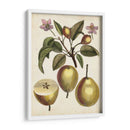 Estudio De Pera Antiguo Iii | Cuadro decorativo de Canvas Lab