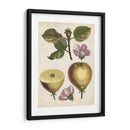 Estudio De Pera Antiguo Iv | Cuadro decorativo de Canvas Lab