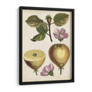 Estudio De Pera Antiguo Iv | Cuadro decorativo de Canvas Lab