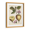 Estudio De Pera Antiguo Iv | Cuadro decorativo de Canvas Lab