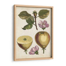 Estudio De Pera Antiguo Iv | Cuadro decorativo de Canvas Lab