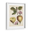 Estudio De Pera Antiguo Iv | Cuadro decorativo de Canvas Lab