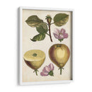 Estudio De Pera Antiguo Iv | Cuadro decorativo de Canvas Lab