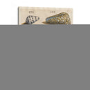 Colección De Cáscara I | Cuadro decorativo de Canvas Lab