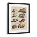 Colección De Cáscara I | Cuadro decorativo de Canvas Lab