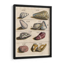 Colección De Cáscara I | Cuadro decorativo de Canvas Lab