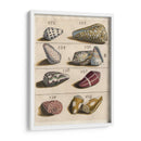 Colección De Cáscara I | Cuadro decorativo de Canvas Lab