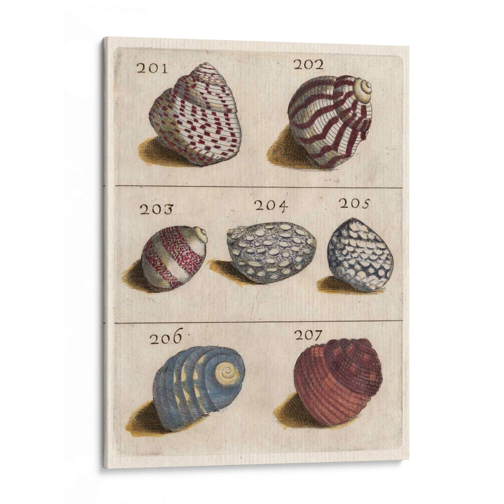 Colección Shell Ii | Cuadro decorativo de Canvas Lab
