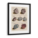 Colección Shell Ii | Cuadro decorativo de Canvas Lab