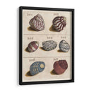 Colección Shell Ii | Cuadro decorativo de Canvas Lab