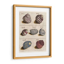 Colección Shell Ii | Cuadro decorativo de Canvas Lab