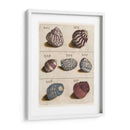 Colección Shell Ii | Cuadro decorativo de Canvas Lab