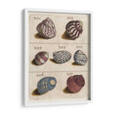 Colección Shell Ii | Cuadro decorativo de Canvas Lab