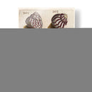 Colección Shell Ii | Cuadro decorativo de Canvas Lab