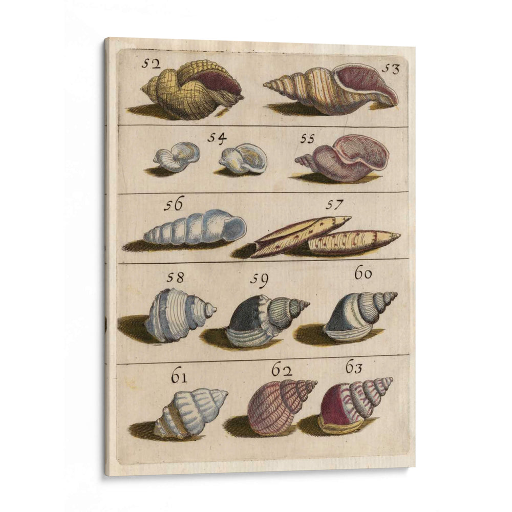 Colección Shell Iii | Cuadro decorativo de Canvas Lab