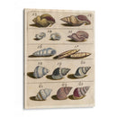 Colección Shell Iii | Cuadro decorativo de Canvas Lab