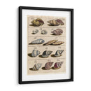 Colección Shell Iii | Cuadro decorativo de Canvas Lab