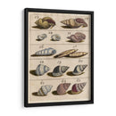 Colección Shell Iii | Cuadro decorativo de Canvas Lab