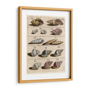 Colección Shell Iii | Cuadro decorativo de Canvas Lab