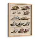 Colección Shell Iii | Cuadro decorativo de Canvas Lab