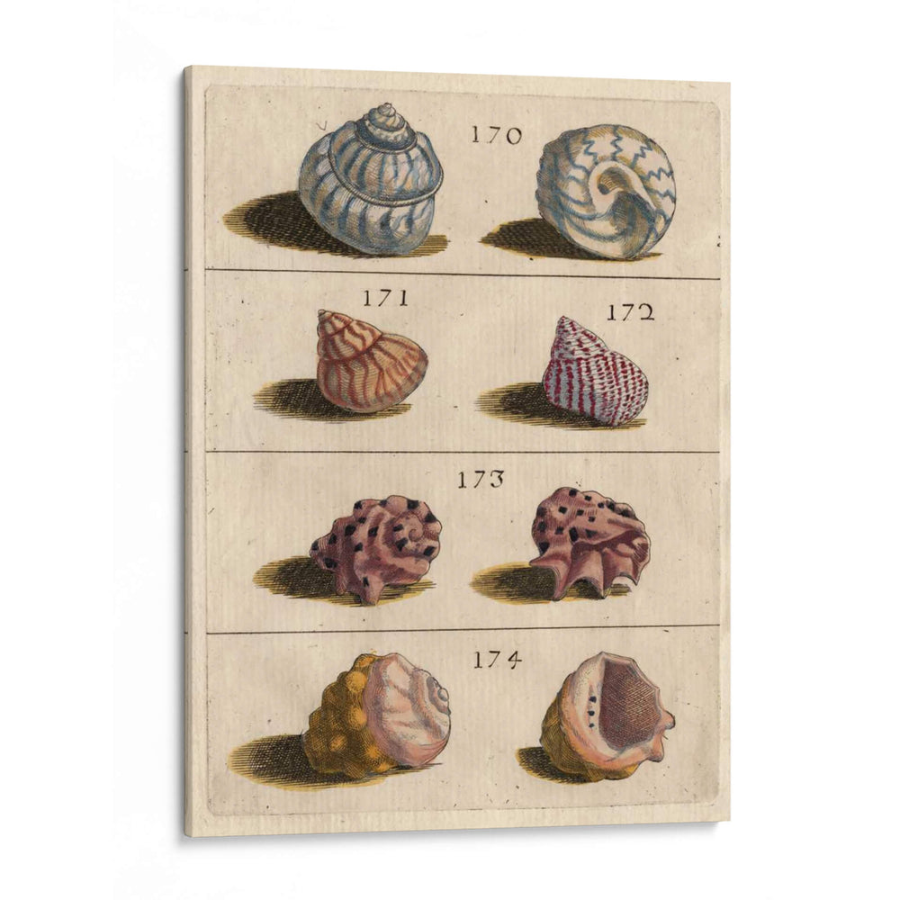 Colección Shell Iv | Cuadro decorativo de Canvas Lab