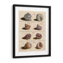 Colección Shell Iv | Cuadro decorativo de Canvas Lab