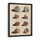 Colección Shell Iv | Cuadro decorativo de Canvas Lab