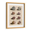 Colección Shell Iv | Cuadro decorativo de Canvas Lab