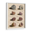 Colección Shell Iv | Cuadro decorativo de Canvas Lab