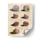 Colección Shell Iv | Cuadro decorativo de Canvas Lab