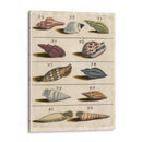 Colección De Cáscara V | Cuadro decorativo de Canvas Lab