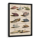 Colección De Cáscara V | Cuadro decorativo de Canvas Lab