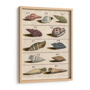Colección De Cáscara V | Cuadro decorativo de Canvas Lab
