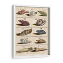 Colección De Cáscara V | Cuadro decorativo de Canvas Lab