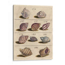 Colección De Cáscara Vi | Cuadro decorativo de Canvas Lab