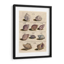 Colección De Cáscara Vi | Cuadro decorativo de Canvas Lab