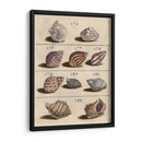 Colección De Cáscara Vi | Cuadro decorativo de Canvas Lab