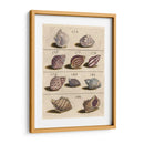 Colección De Cáscara Vi | Cuadro decorativo de Canvas Lab