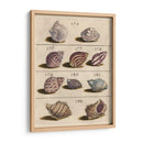 Colección De Cáscara Vi | Cuadro decorativo de Canvas Lab