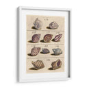 Colección De Cáscara Vi | Cuadro decorativo de Canvas Lab