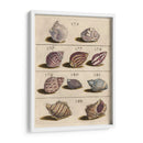 Colección De Cáscara Vi | Cuadro decorativo de Canvas Lab