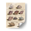 Colección De Cáscara Vi | Cuadro decorativo de Canvas Lab