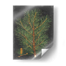 Pino Dramático Ii - Vision Studio | Cuadro decorativo de Canvas Lab